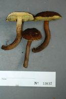 Boletus auriporus image